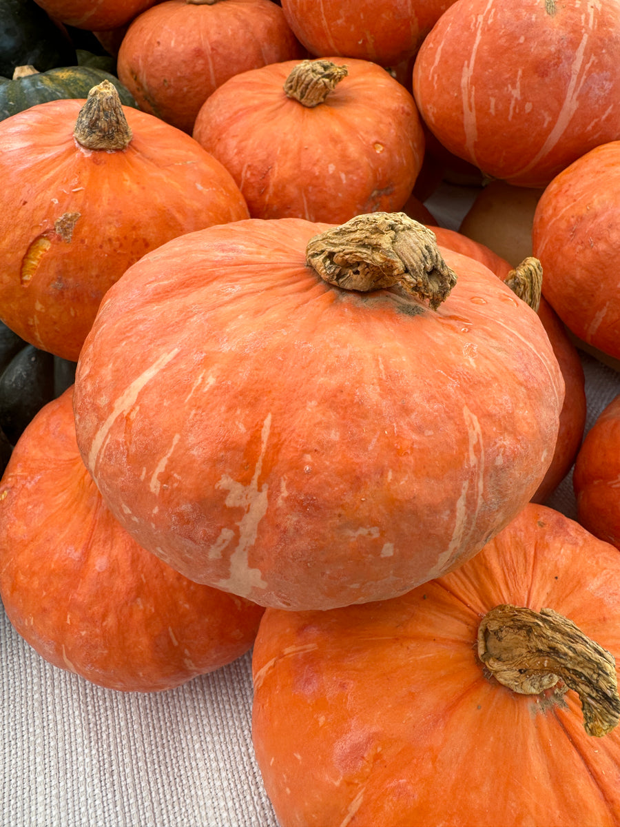 Kabocha Squash Common Root Farm