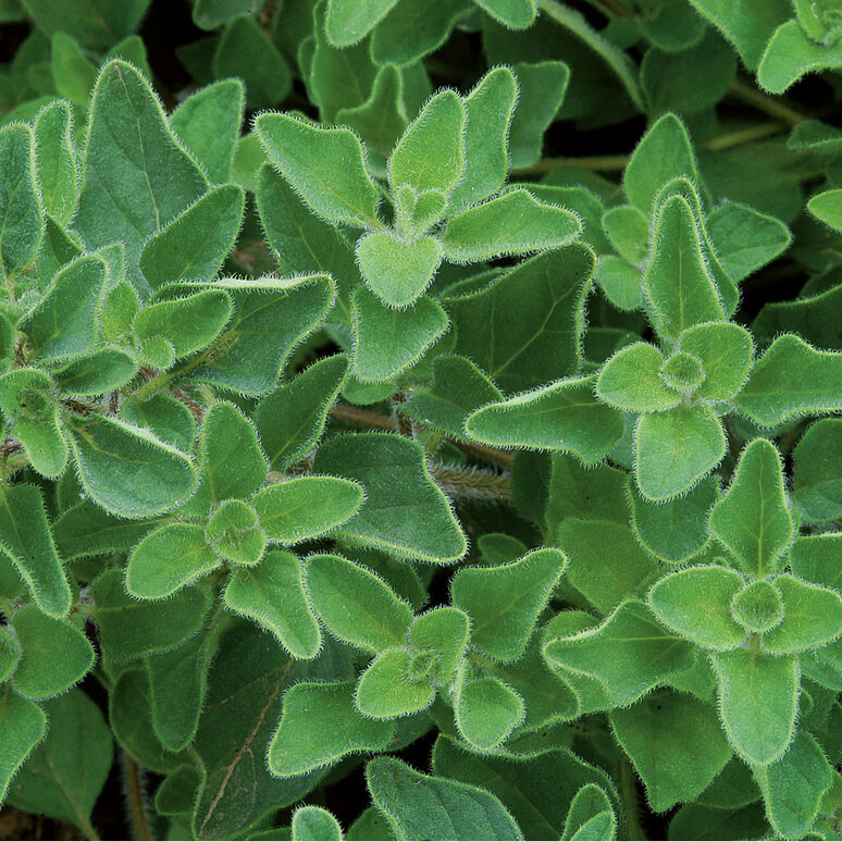 Oregano