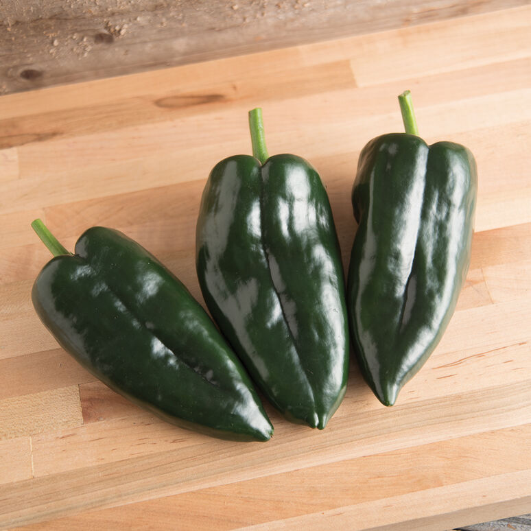 potted poblano pepper plant Poblano Pepper