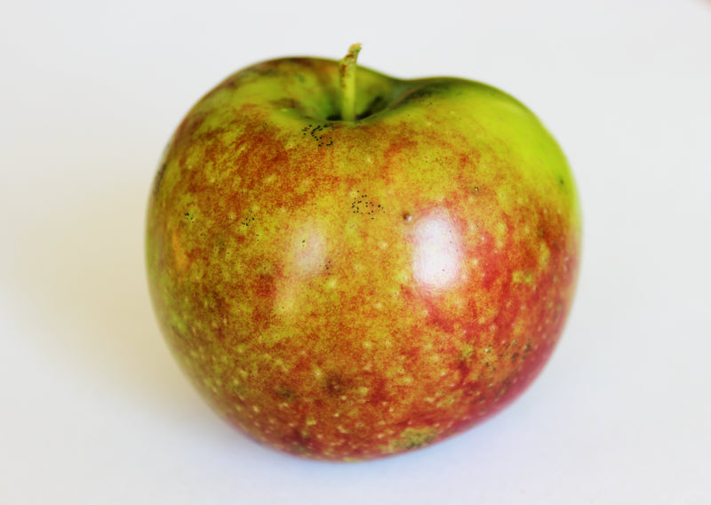 Blacktwig Apple Sweet/Tart Common Root Farm