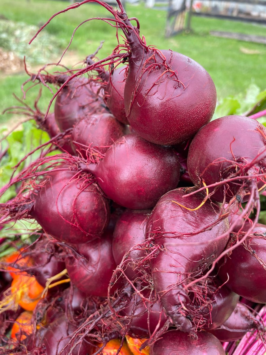 Beets 1 Bunch Common Root Farm