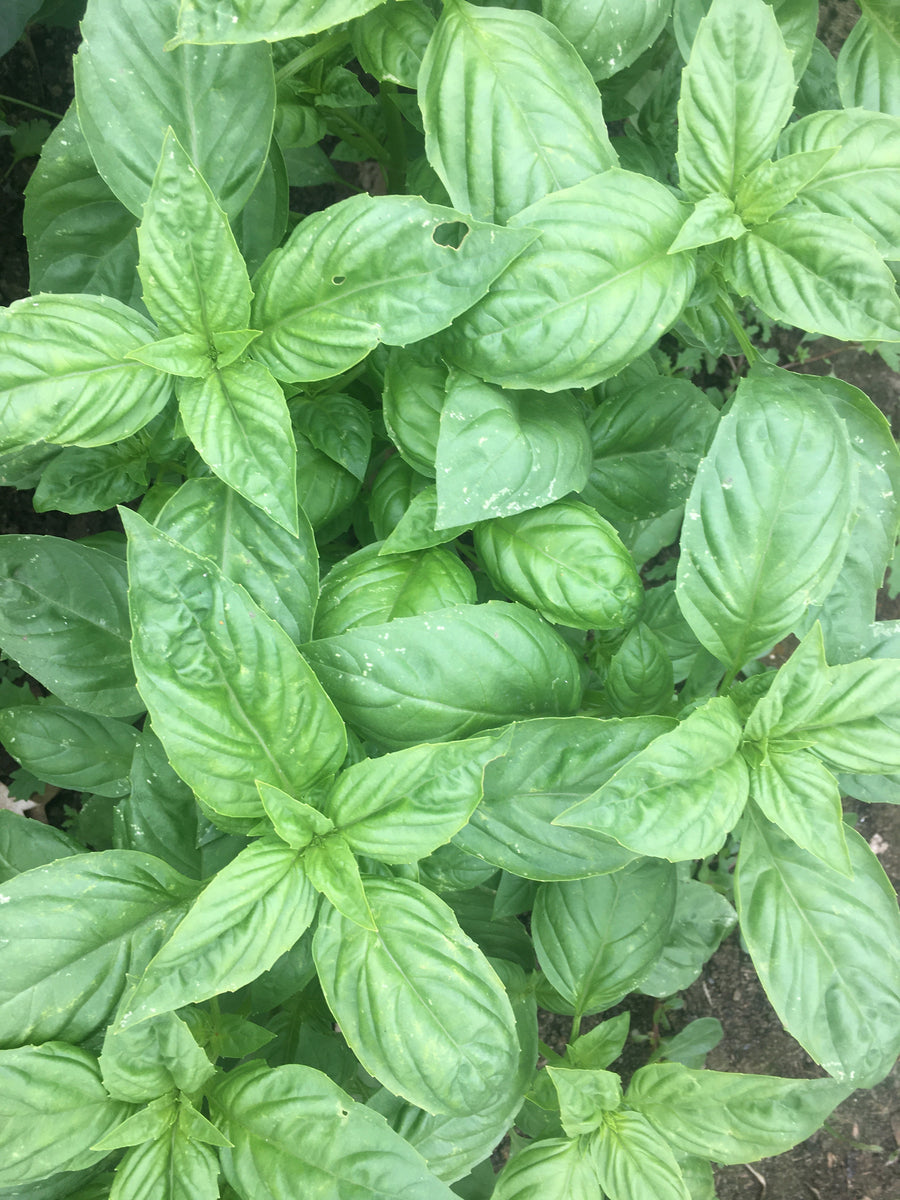 Basil 1 2 Bunch Common Root Farm