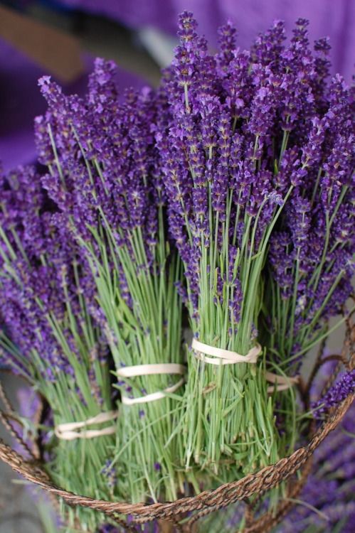 fresh lavender flower Fresh Lavender