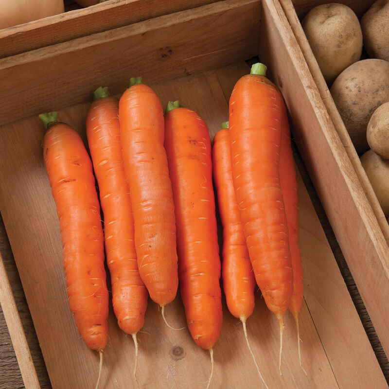 Loose Carrots – Common Root Farm