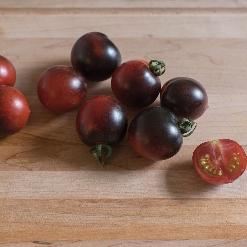 Indigo Cherry Drop Tomato - 4 in Potted Plant
