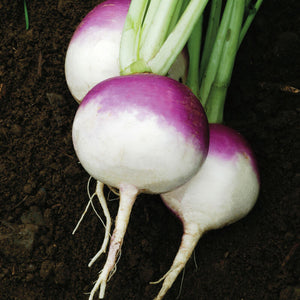 Purple Top Turnips - No Greens