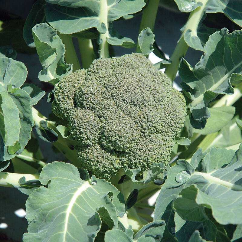 Broccoli, One L Head