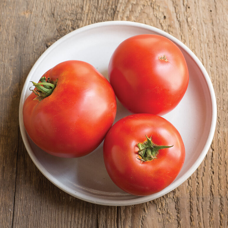 Big Beef Tomato - 4 in. Potted Plant
