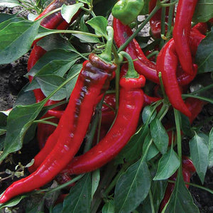 Jimmy Nardello Pepper - 4 in Potted Plant