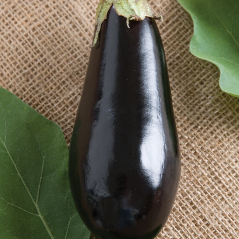 Black Beauty Eggplant - 4 in. Potted Plant
