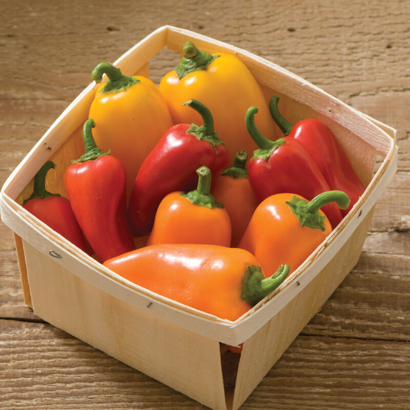 Lunchbox Peppers - 4 in Potted Plant