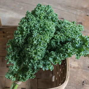 Darkibor Green Kale - 6 Pack Plants