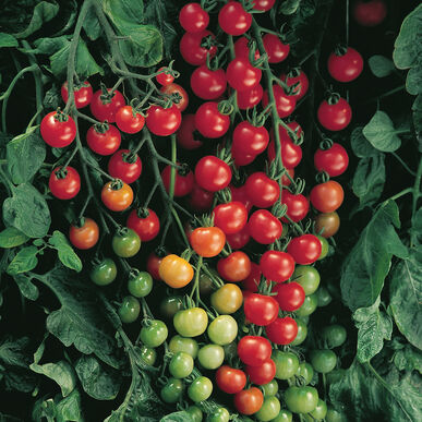 Supersweet 100 Cherry Tomato - 4 in. Potted Plant