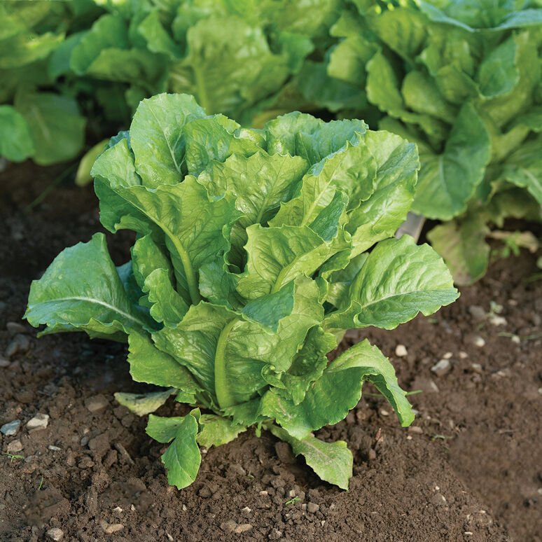 Romaine Lettuce - 6 Pack Plants