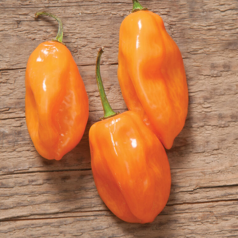 Habanero Pepper - 4 in. Potted Plant