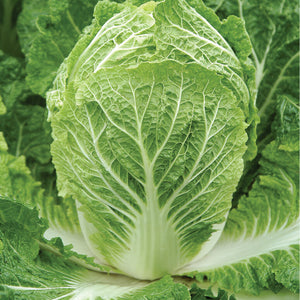 Napa Cabbage - 6 Pack Plants