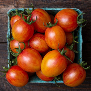 Sunrise Bumblebee Tomato - 4 in Potted Plant