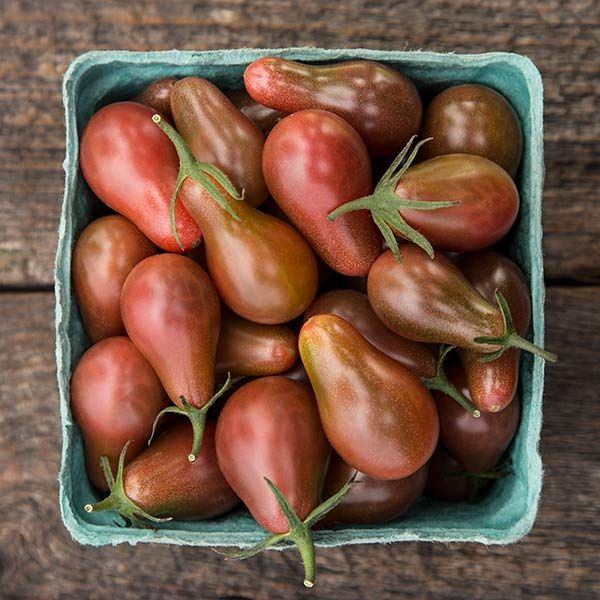 Midnight Pear Tomato - 4 in Potted Plant