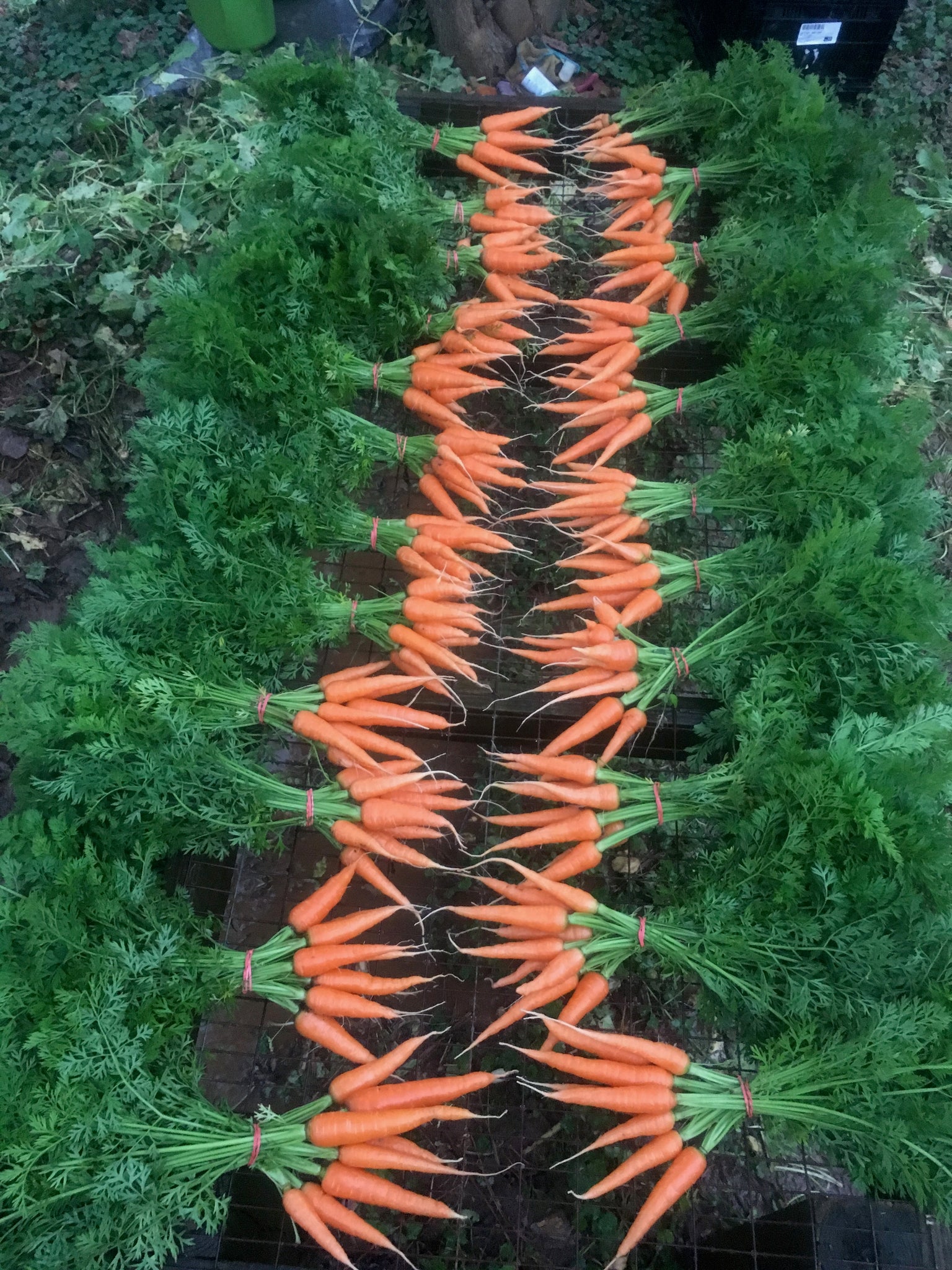 Bunched Carrots - 1 Bunch