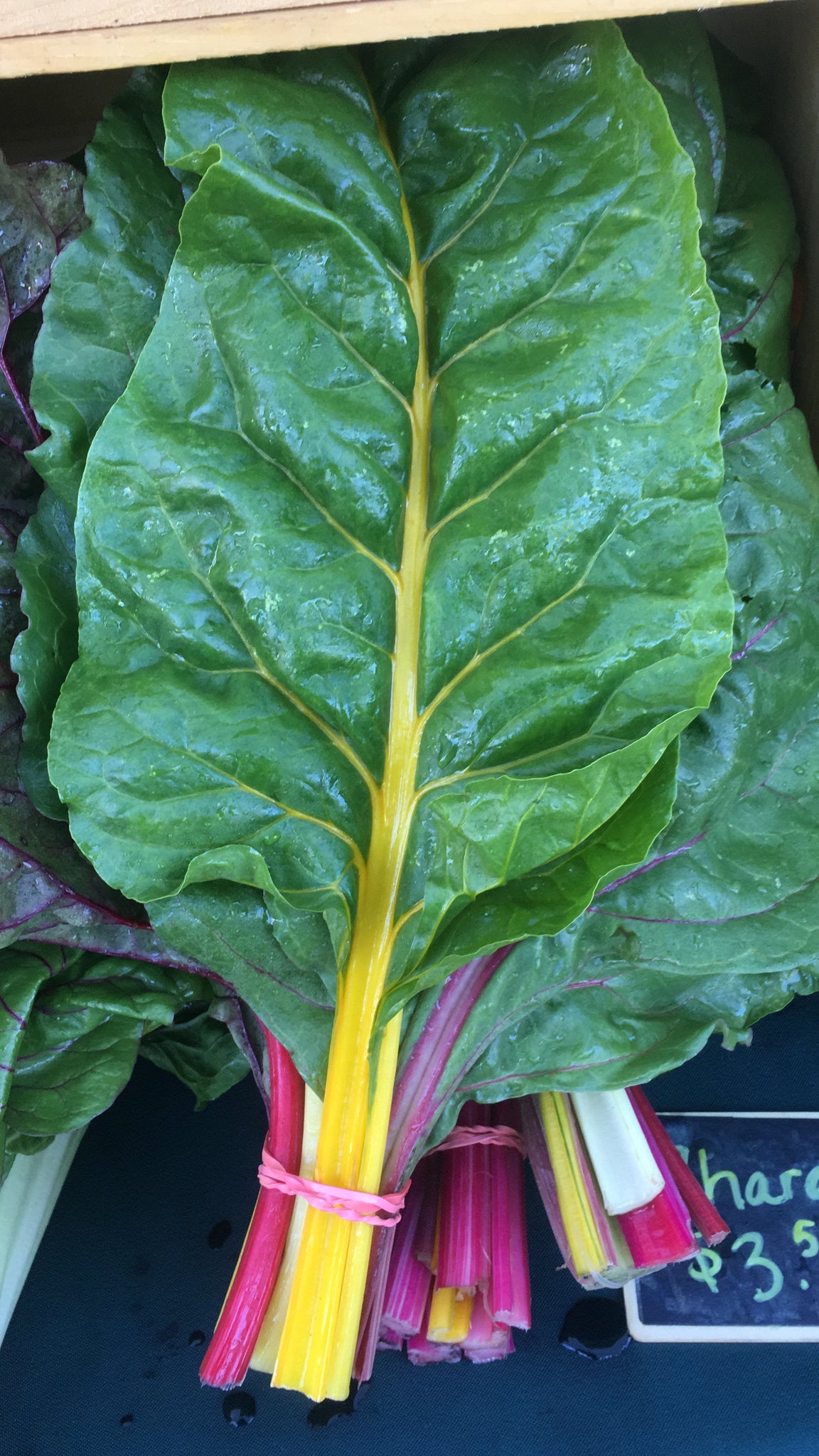 Rainbow Swiss Chard - 1 Bunch – Common Root Farm