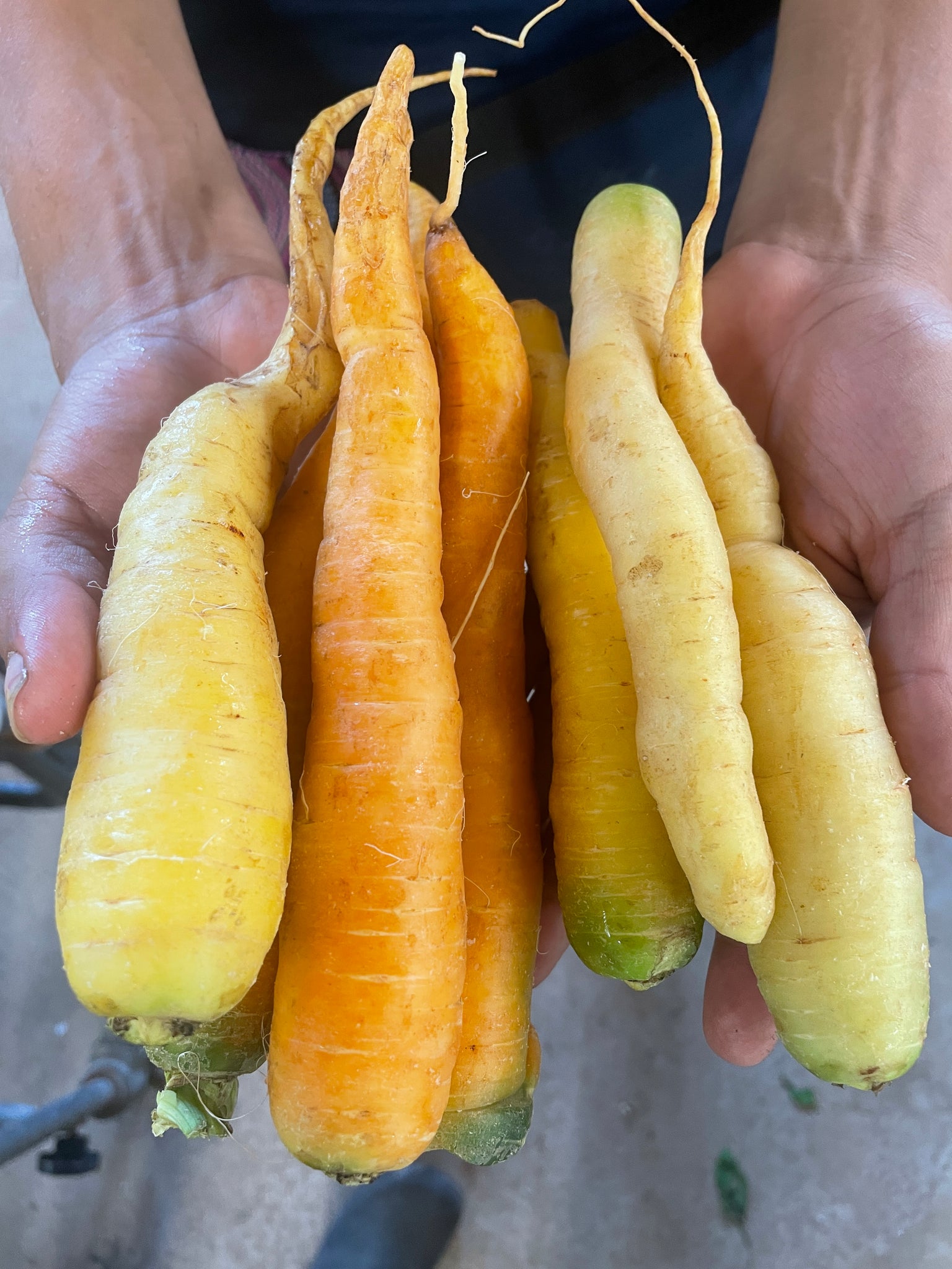 Topped Rainbow Carrots - 1#