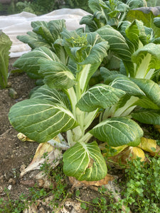 Sprouted Bok Choi - 1 head