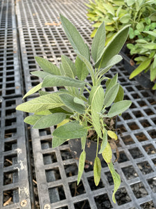 Sage Plant - 4 in Pot