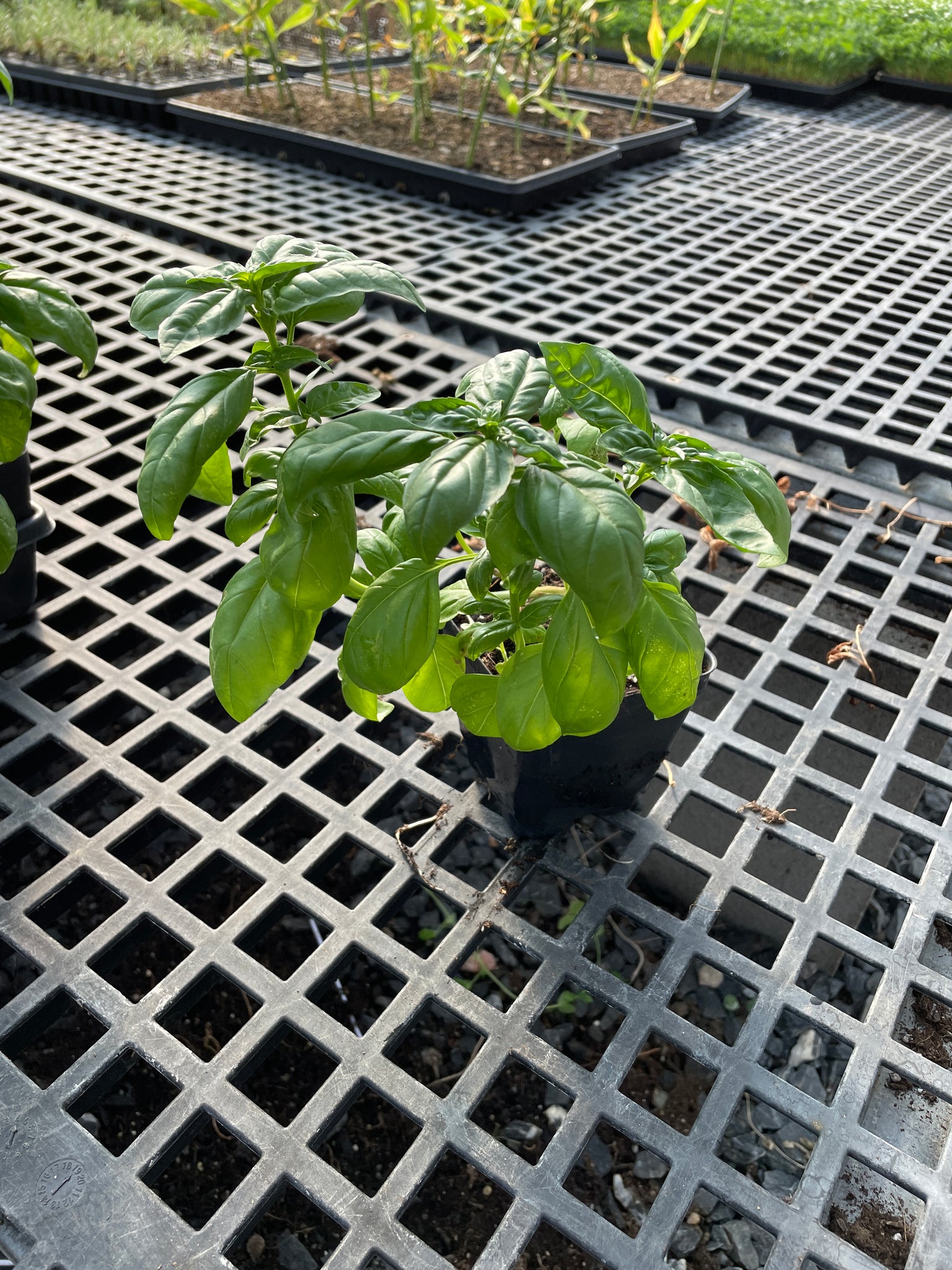 potted basil plants for sale Basil Plant
