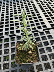 Rosemary Plant - 4 in. Potted Plant