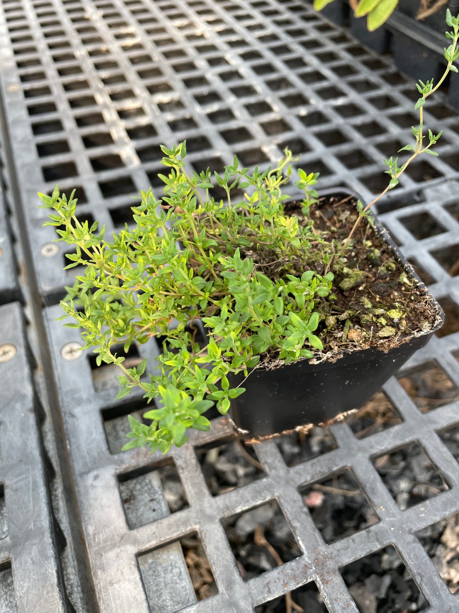 potted thyme plant Thyme Plant