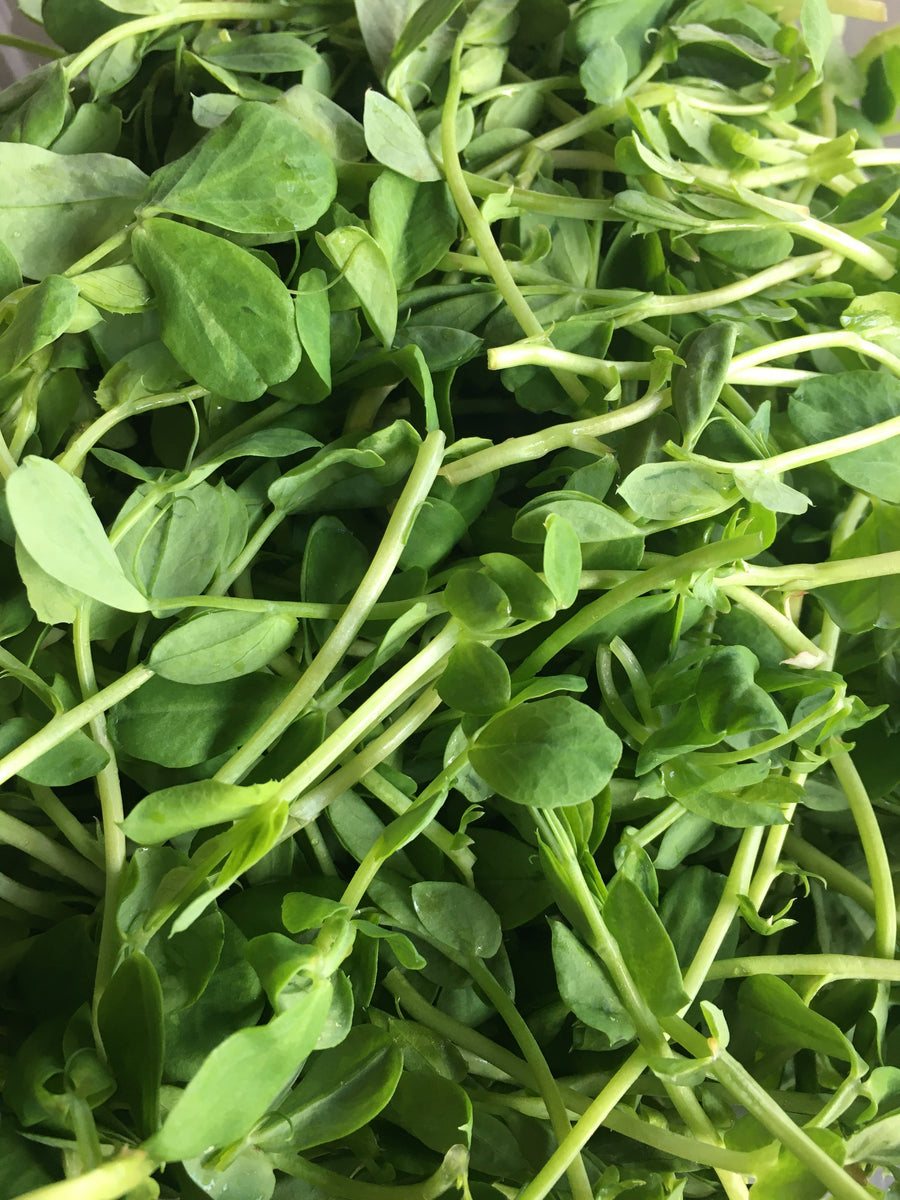 POS Peashoots - 5 oz – Common Root Farm
