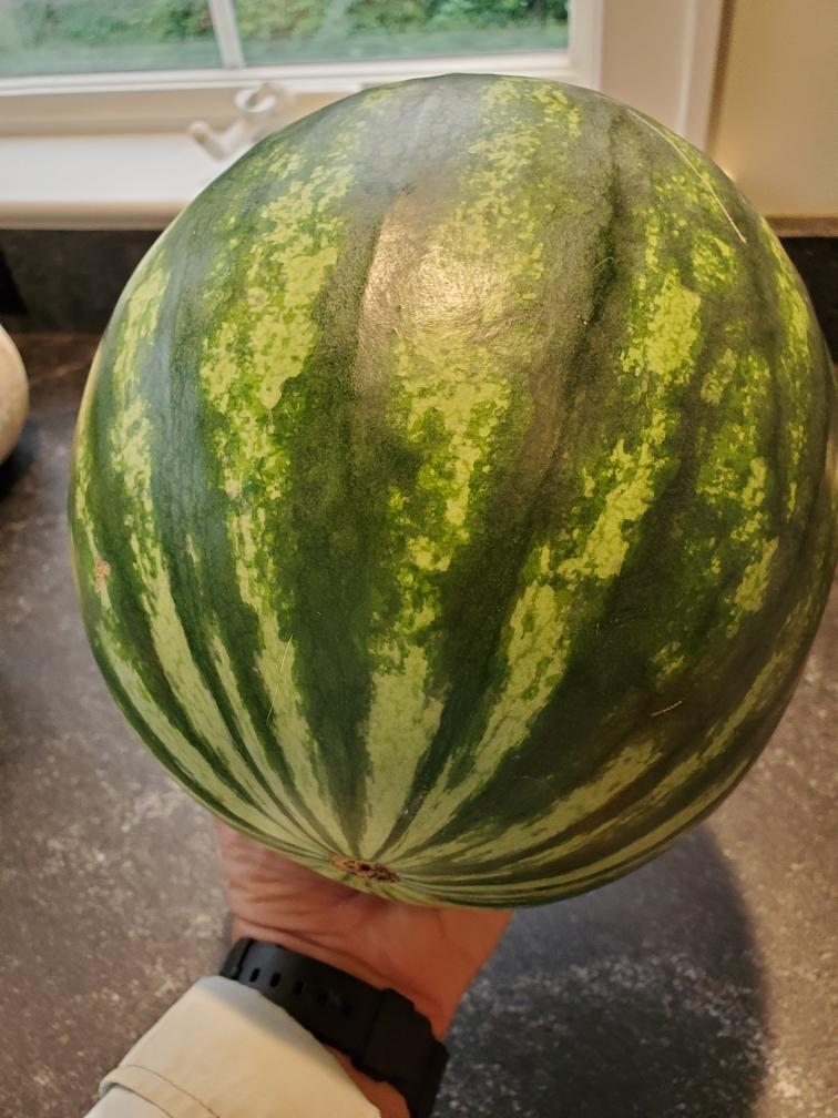 Excite Seedless Watermelon - 1 Melon
