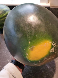 Sugar Baby Seeded Watermelon - 1 Melon
