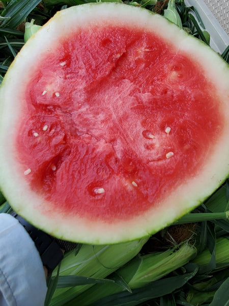 Excite Seedless Watermelon - 1 Melon