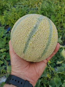 Charentais French Cantaloupe - 1 Melon