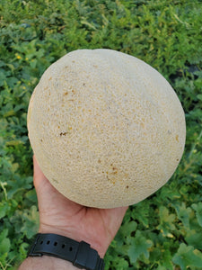 Athena Cantaloupe - 1 Melon