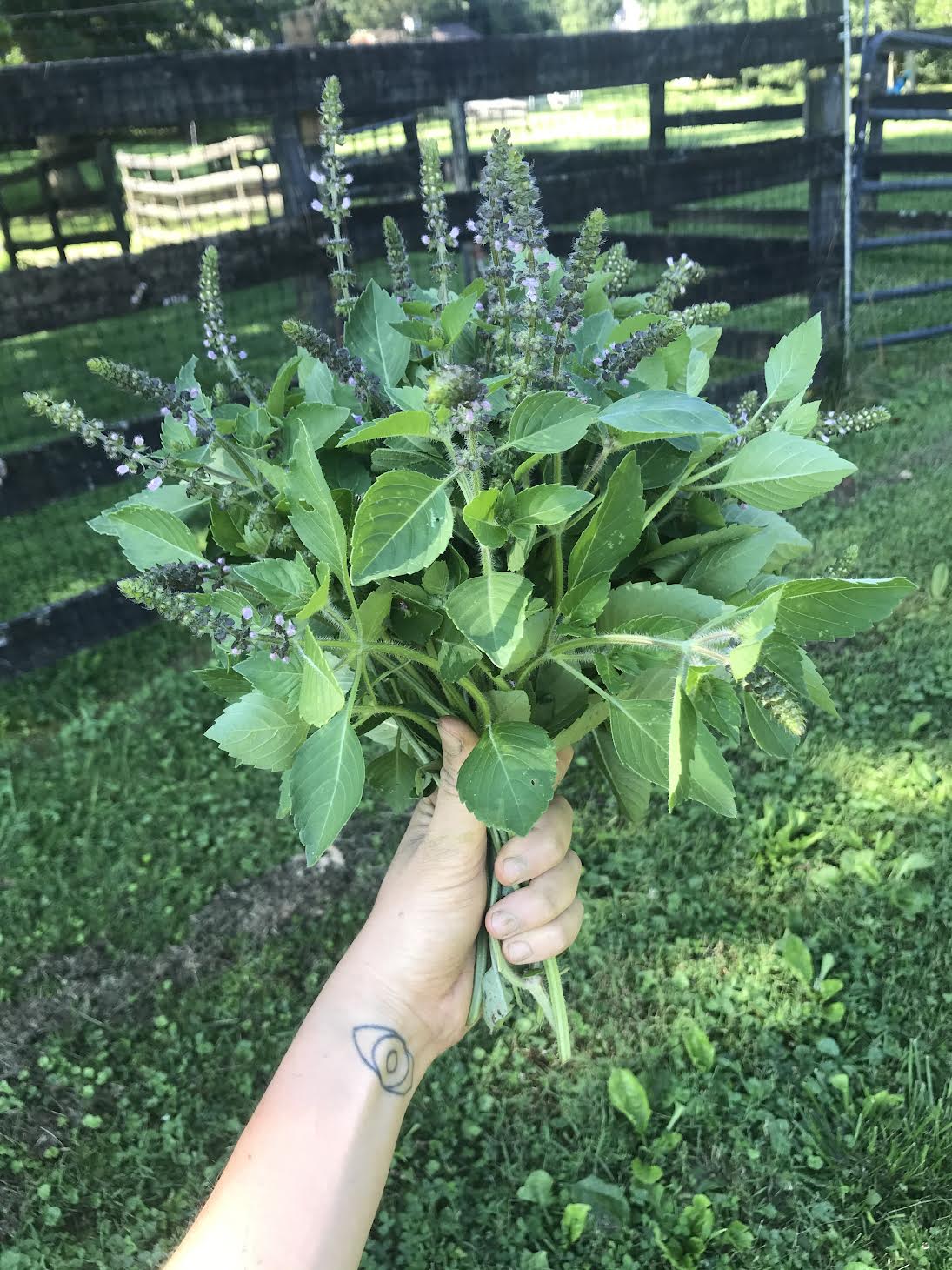 Tulsi (Holy Basil) - 1 Bunch