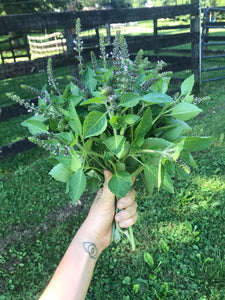 Tulsi (Holy Basil) - 1 Bunch