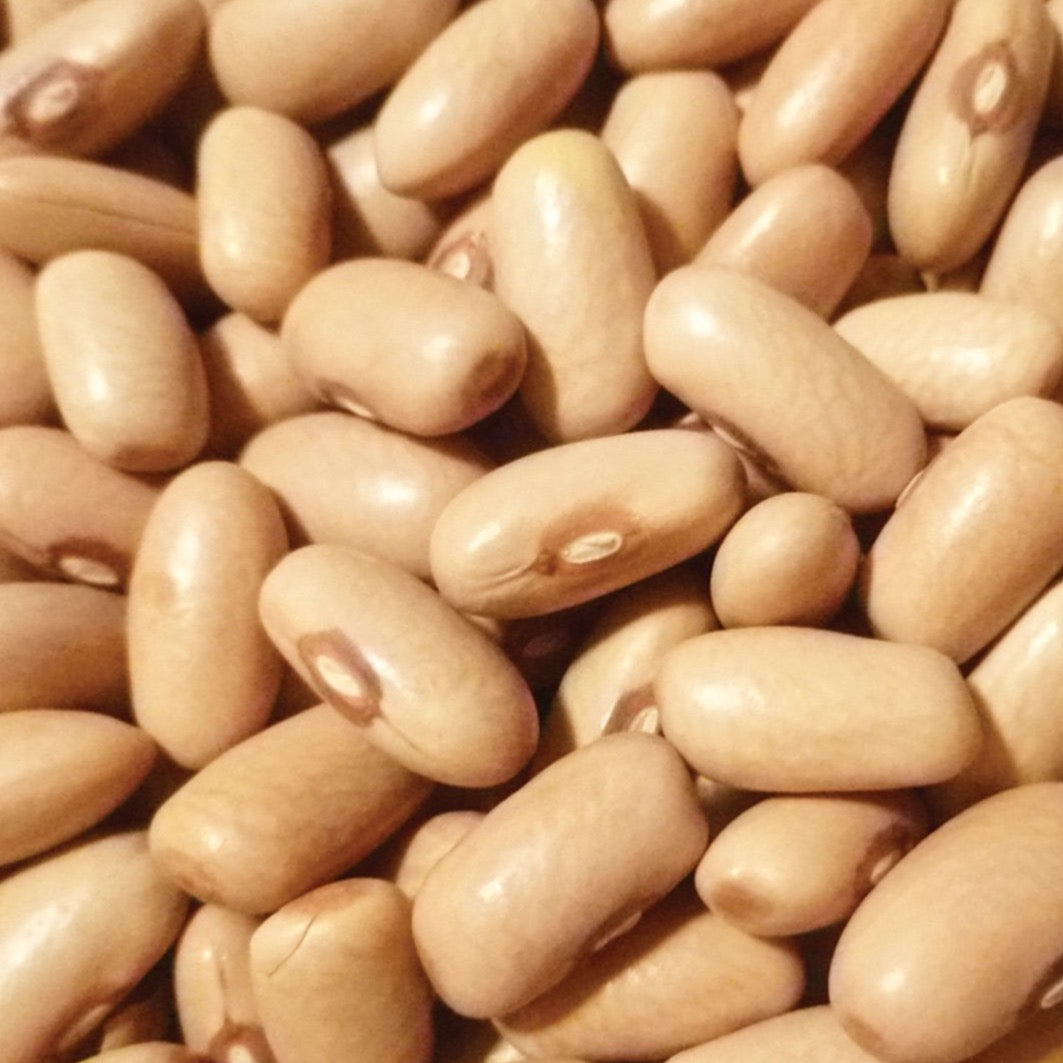 Arikara Beans - 1#