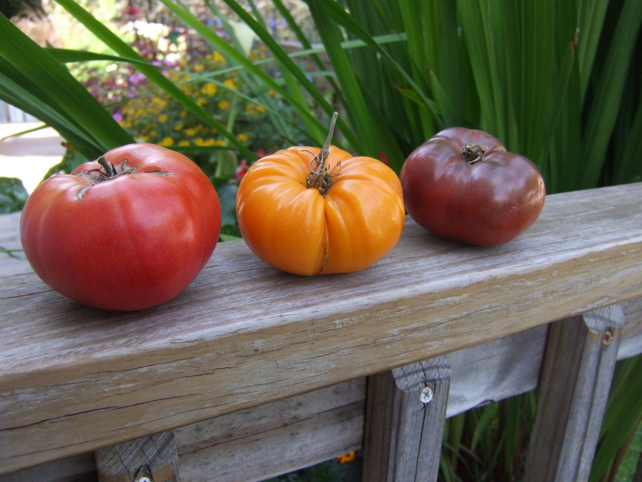Heirloom Tomato (Farmer's Choice) - 1#