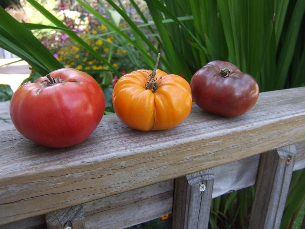 Heirloom Tomatoes - 1#