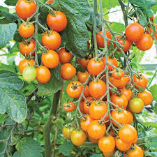 Sungold Cherry Tomato - 4 in. Potted Plant