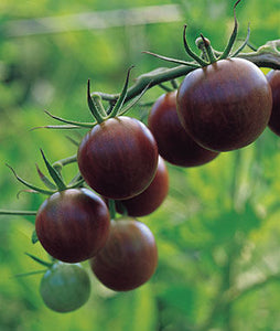 Black Cherry Tomato - 4 in. Potted Plant