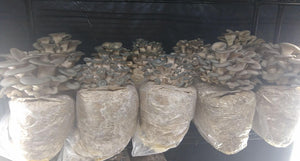 Blue Oyster Mushroom, 1/2#