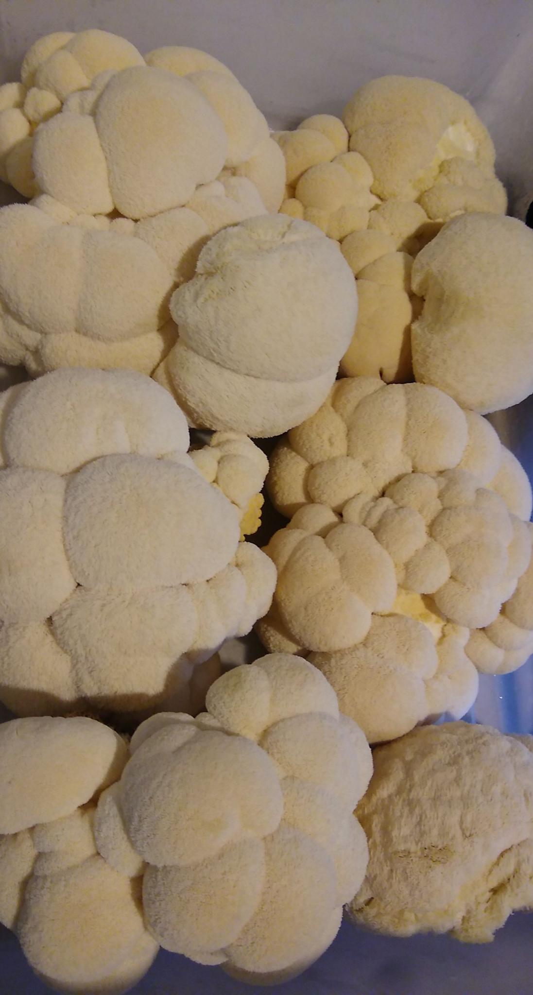 Lion's Mane Mushrooms, 1/2#